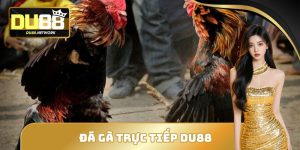 Đá Gà Trực Tiếp DU88